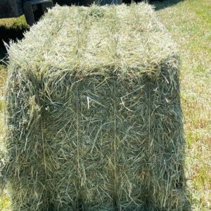 Foin D'avoine - La tonne - Commande minimum 10 tonnes